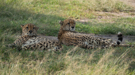 cheetahs resting in Masai Mara in Kenya