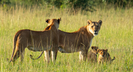 lion family with cubs in the high grass in Masai Mara in Kenya