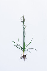 Nut grass (Cyperus rotundus Linn.) on isolated white background