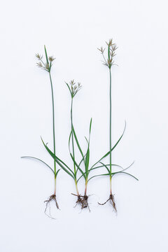Nut grass (Cyperus rotundus Linn.) on isolated white background
