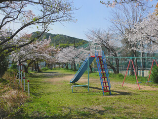 住宅街の公園に咲く桜。
満開の桜。
日本の春の風景。