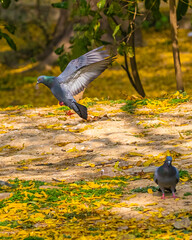 Fototapeta premium A Pigeon landing on ground