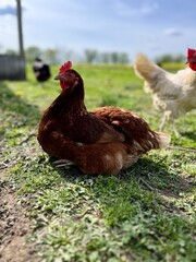 range chicken