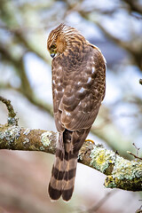 Beautiful juvenile Coopers Hawk close up portrait
