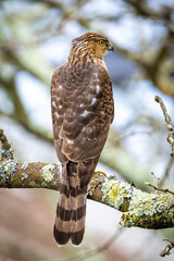Beautiful juvenile Coopers Hawk close up portrait