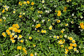 West indian yellow Lantana (Lantana Camara) flower close-up photo on its flower bed planter with its leaves and dense branches at the background. This lantana flower is spread throughout sunny and tro
