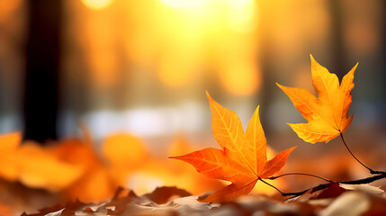 Beautiful orange autumn maple leaves close up in the forest with soft focus at sunset