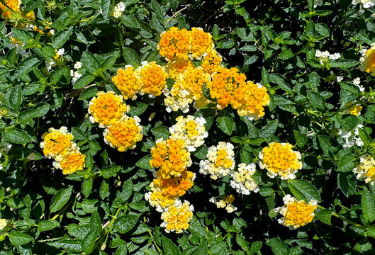 West indian yellow Lantana (Lantana Camara) flower close-up photo on its flower bed planter with its leaves and dense branches at the background. This lantana flower is spread throughout sunny and tro