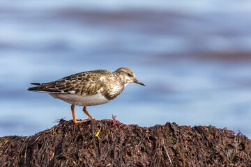 A sanderling, calidris alba, searching for food along the water line, standing on seaweed deposits. Magdalen Islands, Canada.