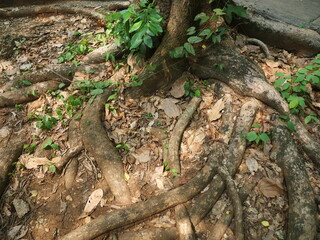 taproot and base of large trees in forests in national parks