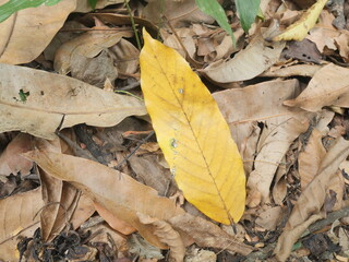 Yellow leaf fall on the ground among the brown dry leaves