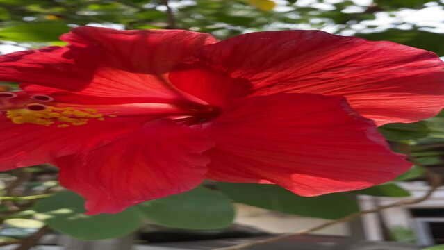 Hibiscus flowers have a beautiful red appearance.