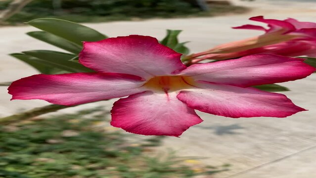 Adenium flowers , beautiful ,pink ,appearance.