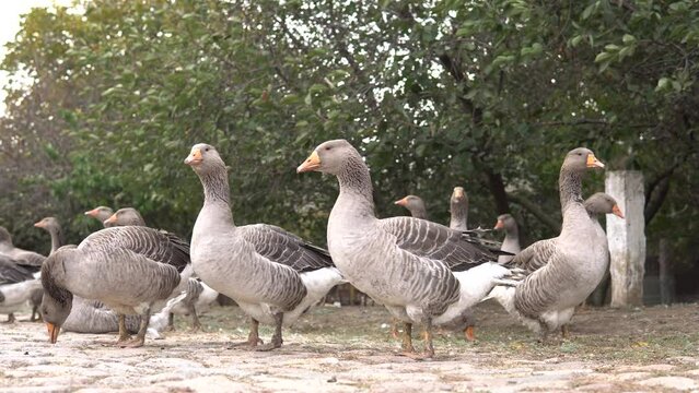 Geese grazing in the village outdoors