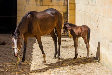 horse and foal in a stable
