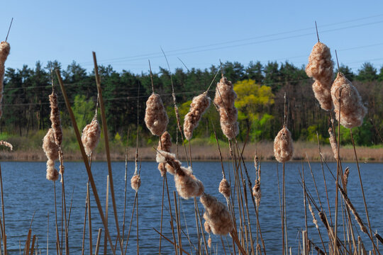 Dry fluffy brown reeds against the blue lake