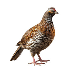 Grouse isolated on white