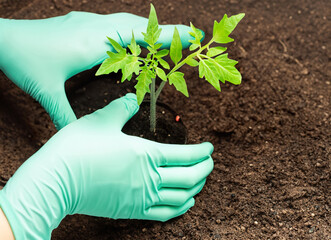 Planting vegetable seedling tomato plant. Hands in green working rubber gloves while transplanting a young tomato vegetable plant into the substrate. Background.