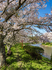 河川敷の桜並木