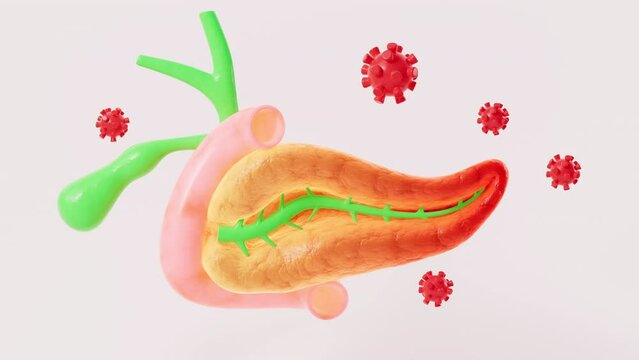 Human pancreas, gall bladder organ model, 3d rendering.
