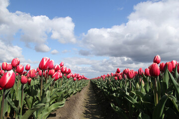 low angle view at two rows red tulips in a bulb field in the dutch countryside and a blue sky with...