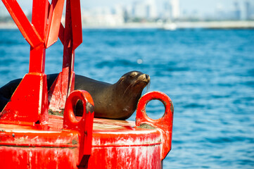 Seal on bright red red navigation mark in San Diego, California.