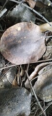 Closeup photograph of dried out Jacaranda Tree seed pods on the ground surrounded by scattered dried leaves and twigs