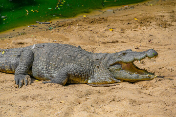 Mugger Or Marsh Crocodile Living At The Madras Crocodile Bank Trust and Centre for Herpetology, ECR Chennai, Tamilnadu, South India.