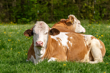 Kuh - Milchkuhe auf der Weide