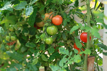 Zebra tomatoes are unripe and green (red when ripe). Green and red tomatoes are growing on the branches. It is a special variety that stands out for its uniqueness and taste. organic farming Tomato
