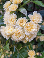 Bunch of small yellow roses