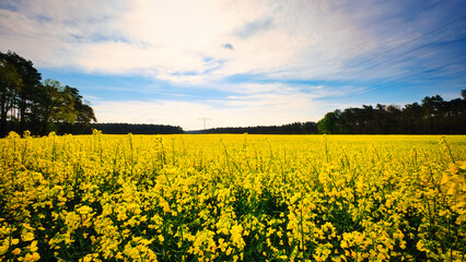 Raps - Rapsblüte - Feld - Yellow - Rapeseed - Beautiul - Sky - Background - Concept  - Ecology -...