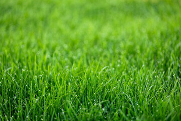 Natural green grass background, fresh lawn