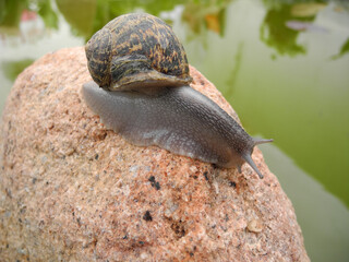 Lumaca