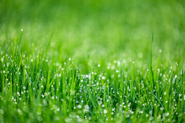 Natural green grass with drops of water. Morning dew on fresh lawn