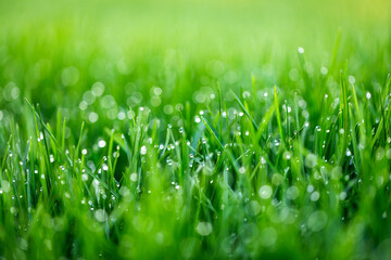 Natural green grass with drops of water. Morning dew on fresh lawn