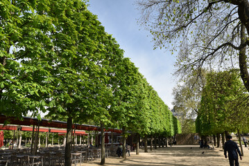  Allée de marronniers au jardin des Tuileries à Paris. France