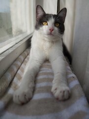 The cat lies on the windowsill and looks at the camera. Young cat with yellow eyes.