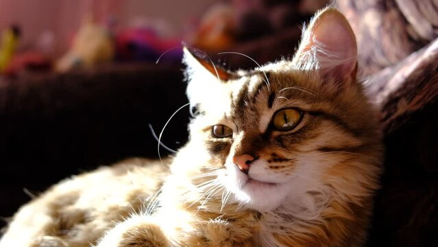 Close-up portrait of cute, fluffy kitten. Tabby cat relaxing on the bed. funny pets