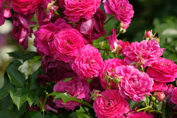 pink rose in full blooming	