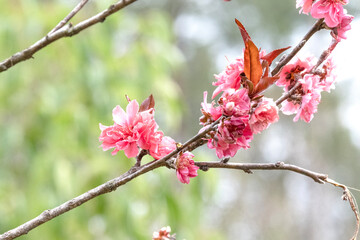 beautiful soft Pink  plum flower bloomimg on the tree branch.  Small fresh buds and many petals layer romantic flora in botany natural garden blue sky background.