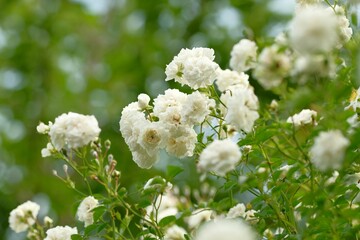 white rose in full blooming