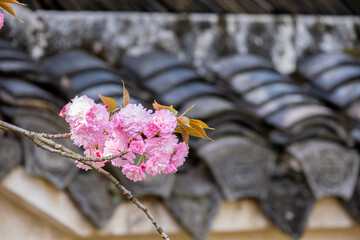 Pink  Japanese cherry blossoms flower or sakura bloomimg on the tree branch.  Small fresh buds and many petals layer romantic flora in botany garden roof tiles background.