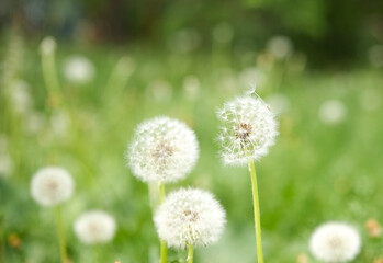 Beautiful white dandelions blooming in a lush green field under the warm sun on a serene day