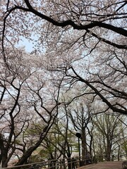 blossom trees