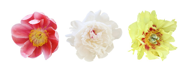 Set of peony flowers isolated on white or transparent background