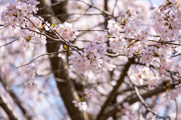 beauty soft Pink Japanese cherry blossoms flower or sakura bloomimg on the tree branch.  Small fresh buds and many petals layer romantic flora in botany garden.