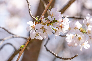 beauty soft pink  Japanese cherry blossoms flower or sakura bloomimg on the tree branch.  Small fresh buds and many petals layer romantic flora in botany garden.