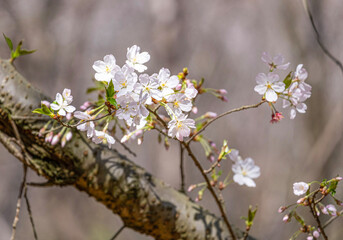 Pink and white Japanese cherry blossoms flower or sakura bloomimg on the tree branch.  Small fresh buds and many petals layer romantic flora in botany garden.
