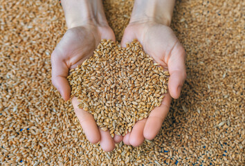 Two women's hands hold many grains of wheat in a handful of palms. The concept of export and import...